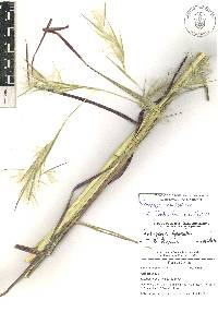 Andropogon glomeratus var. pumilus image