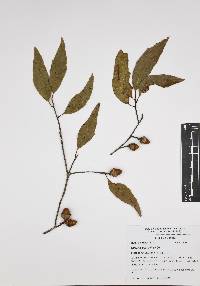 Quercus acutifolia image