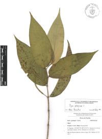 Piper aduncum image
