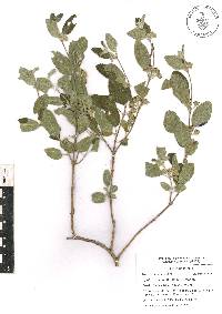 Lippia oaxacana image