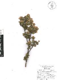 Ageratina calophylla image