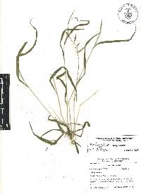 Brachypodium mexicanum image