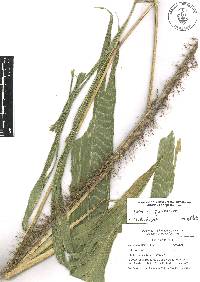 Setaria poiretiana image