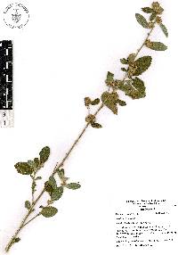 Waltheria indica image