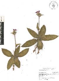 Tradescantia crassifolia var. acaulis image