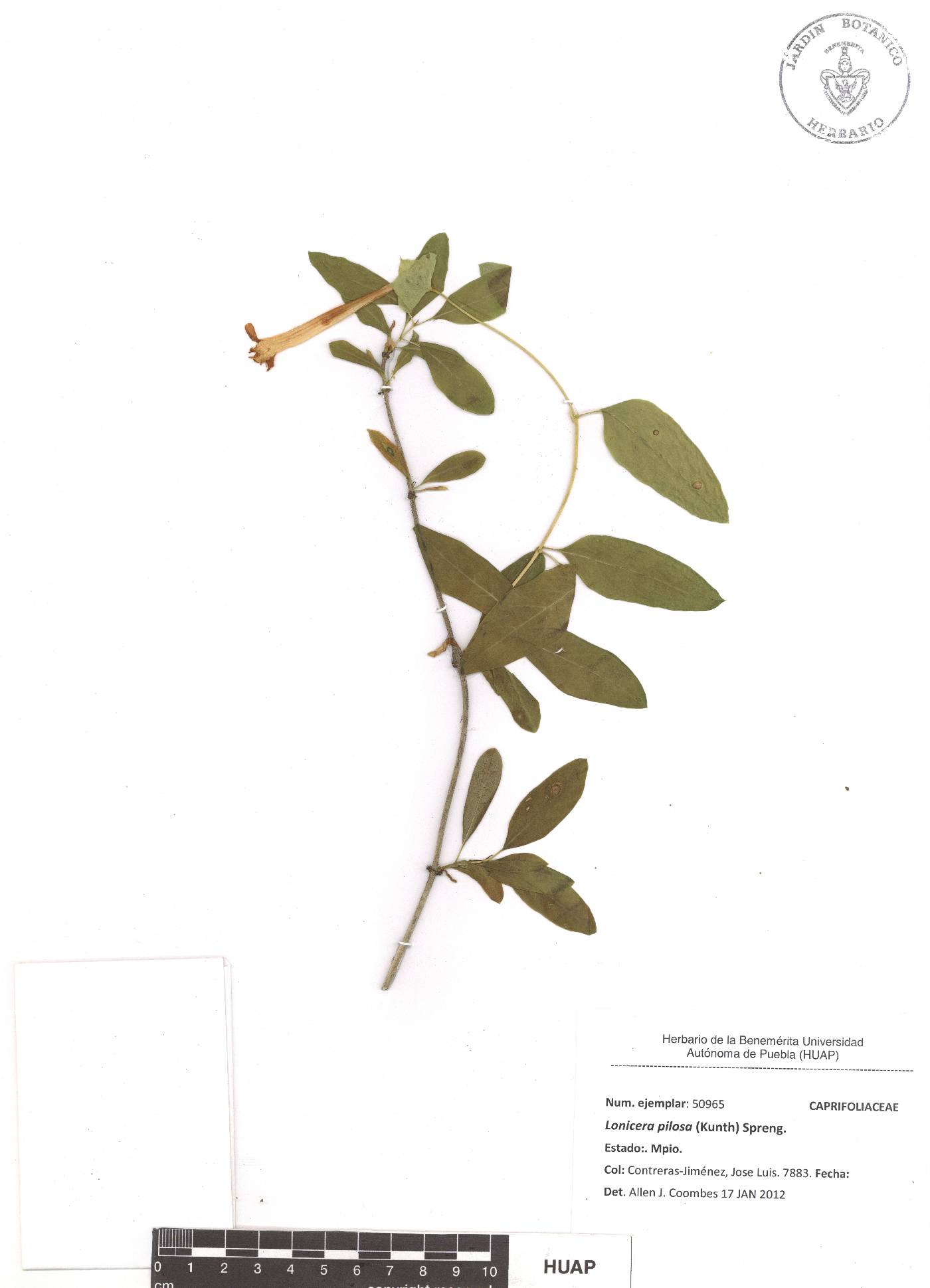 Lonicera pilosa image