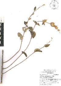 Lippia oaxacana image