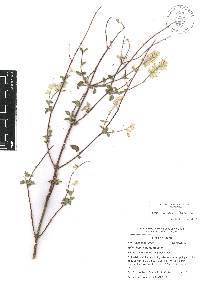 Salvia breviflora image