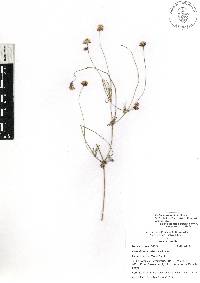 Tridax coronopifolia image