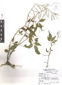 Cardamine fulcrata image