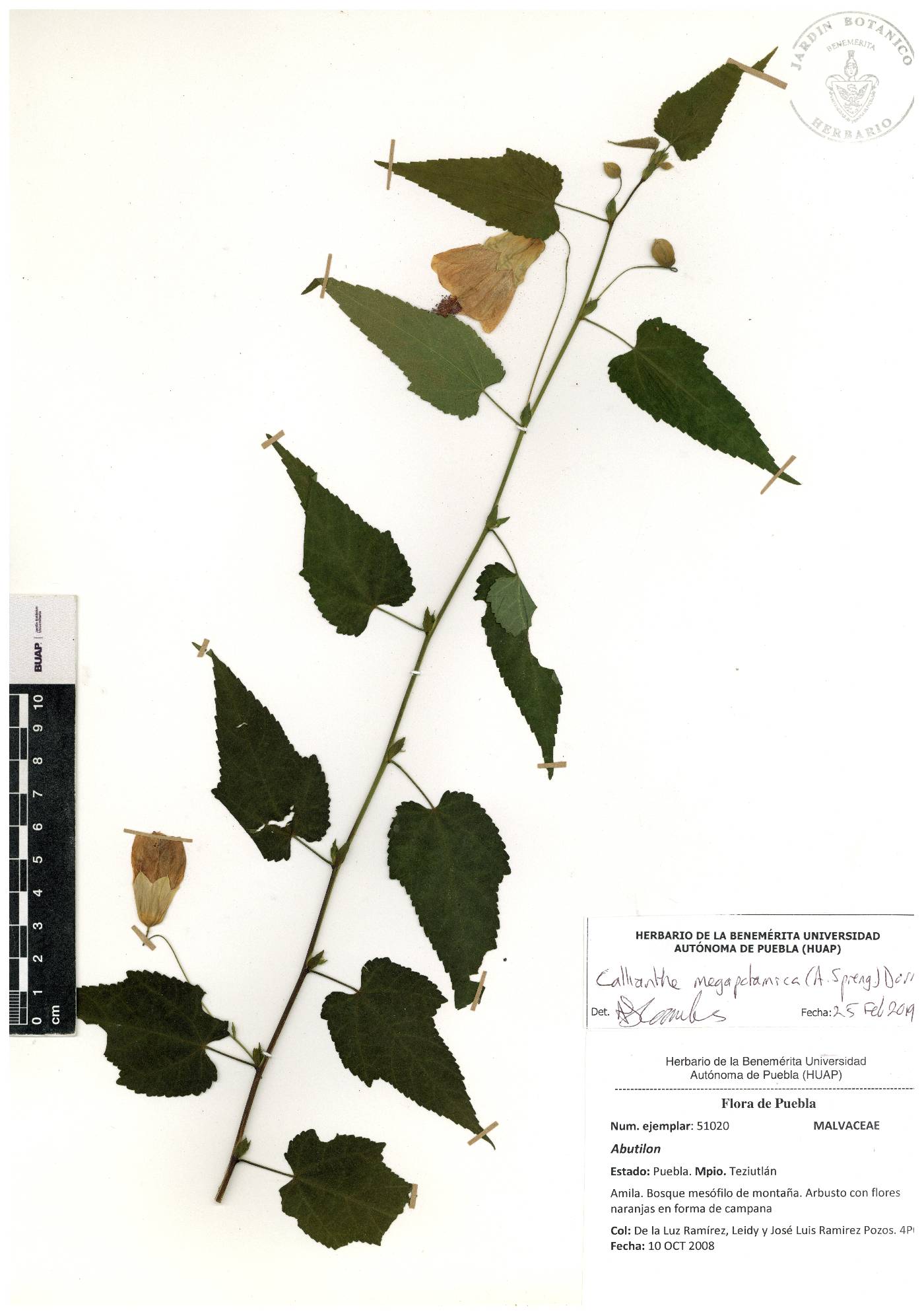 Callianthe megapotamica image