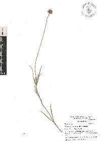 Tridax coronopifolia image