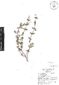 Salvia thymoides image