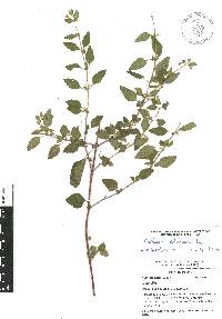 Scutellaria seleriana image