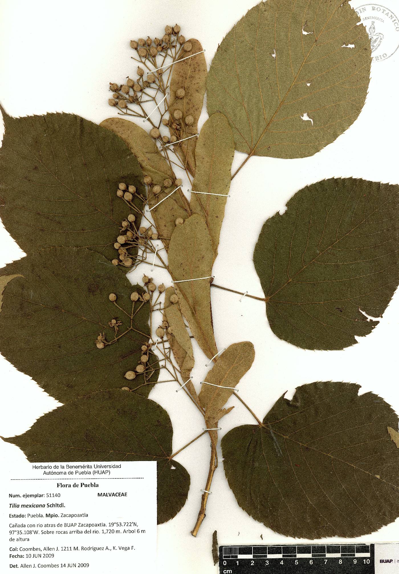 Tilia mexicana image