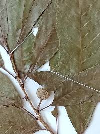 Quercus corrugata image