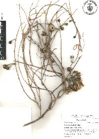 Ipomoea populina image