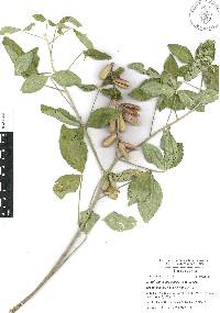 Crotalaria acapulcensis image