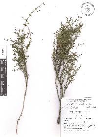 Galium fuscum subsp. fuscum image