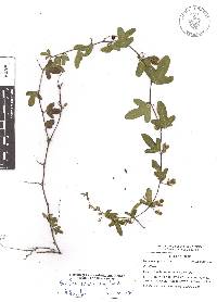 Passiflora suberosa subsp. litoralis image