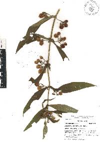 Leucocarpus perfoliatus image