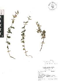 Scutellaria macra image