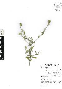 Sida spinosa image