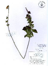 Salvia lineata image