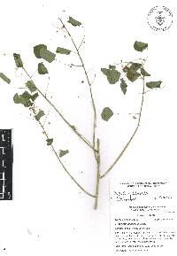 Euphorbia bifurcata image