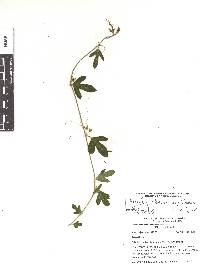 Passiflora suberosa subsp. litoralis image