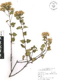 Ageratina espinosarum image