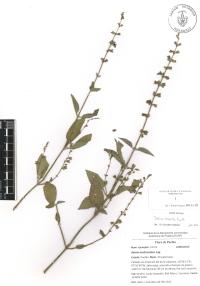 Salvia misella image