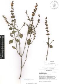 Salvia misella image