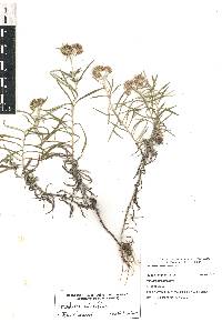 Gnaphaliothamnus salicifolius image