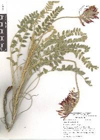 Astragalus helleri image