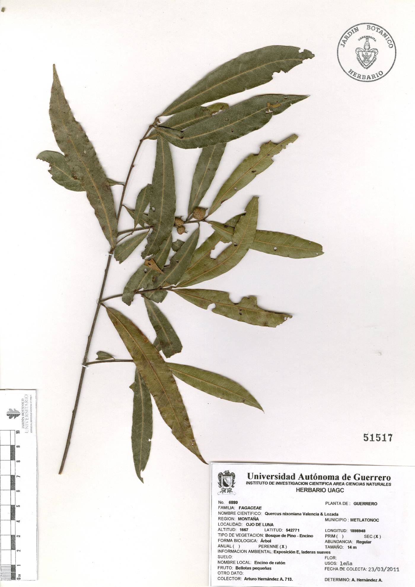 Quercus nixoniana image