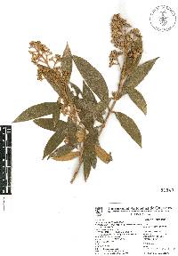 Miconia xalapensis image