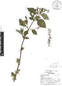 Salvia xalapensis image