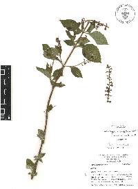 Salvia longispicata image