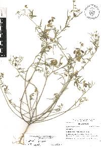 Crotalaria filifolia image