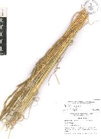 Aristida appressa image