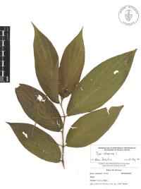 Piper aduncum image