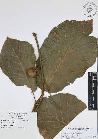 Quercus candicans image