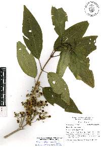 Miconia glaberrima image