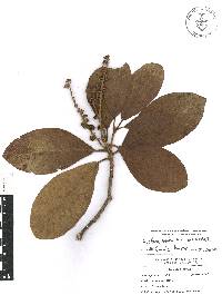 Clethra lanata image