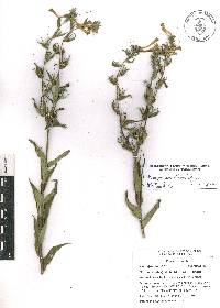 Lithospermum oblongifolium image