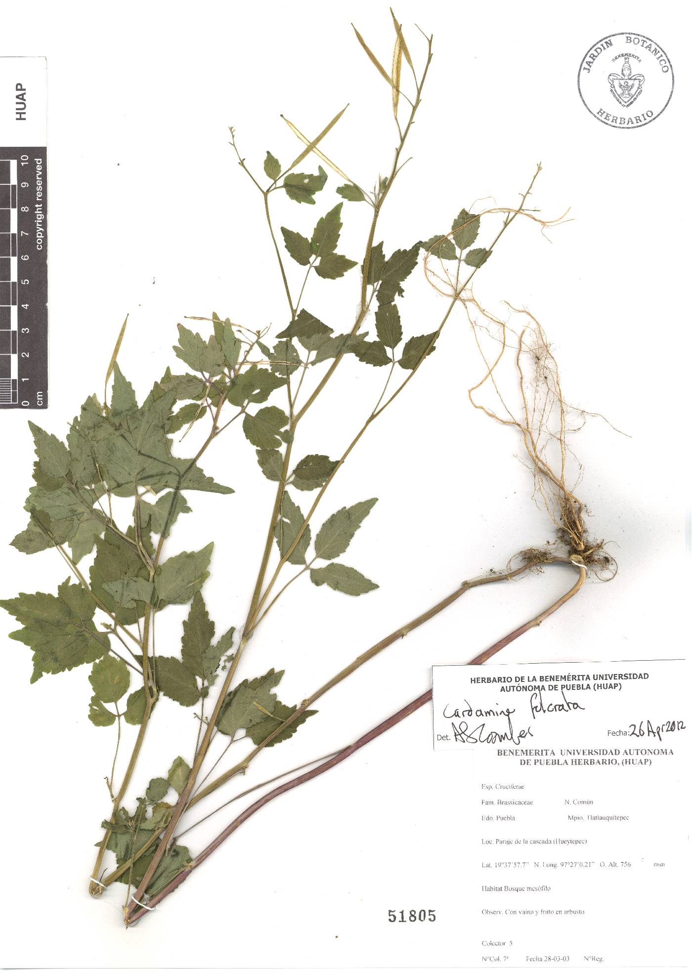 Cardamine fulcrata image