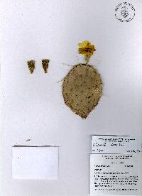 Opuntia decumbens image