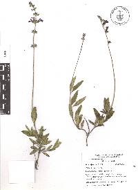 Salvia laevis image