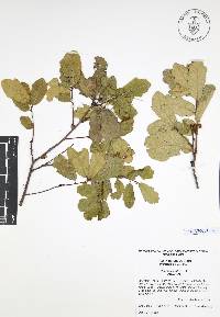 Quercus canbyi image